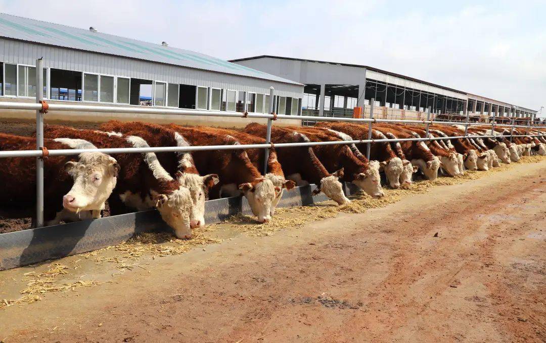 上半年梨樹縣肉牛養殖量存欄量居吉林省第一