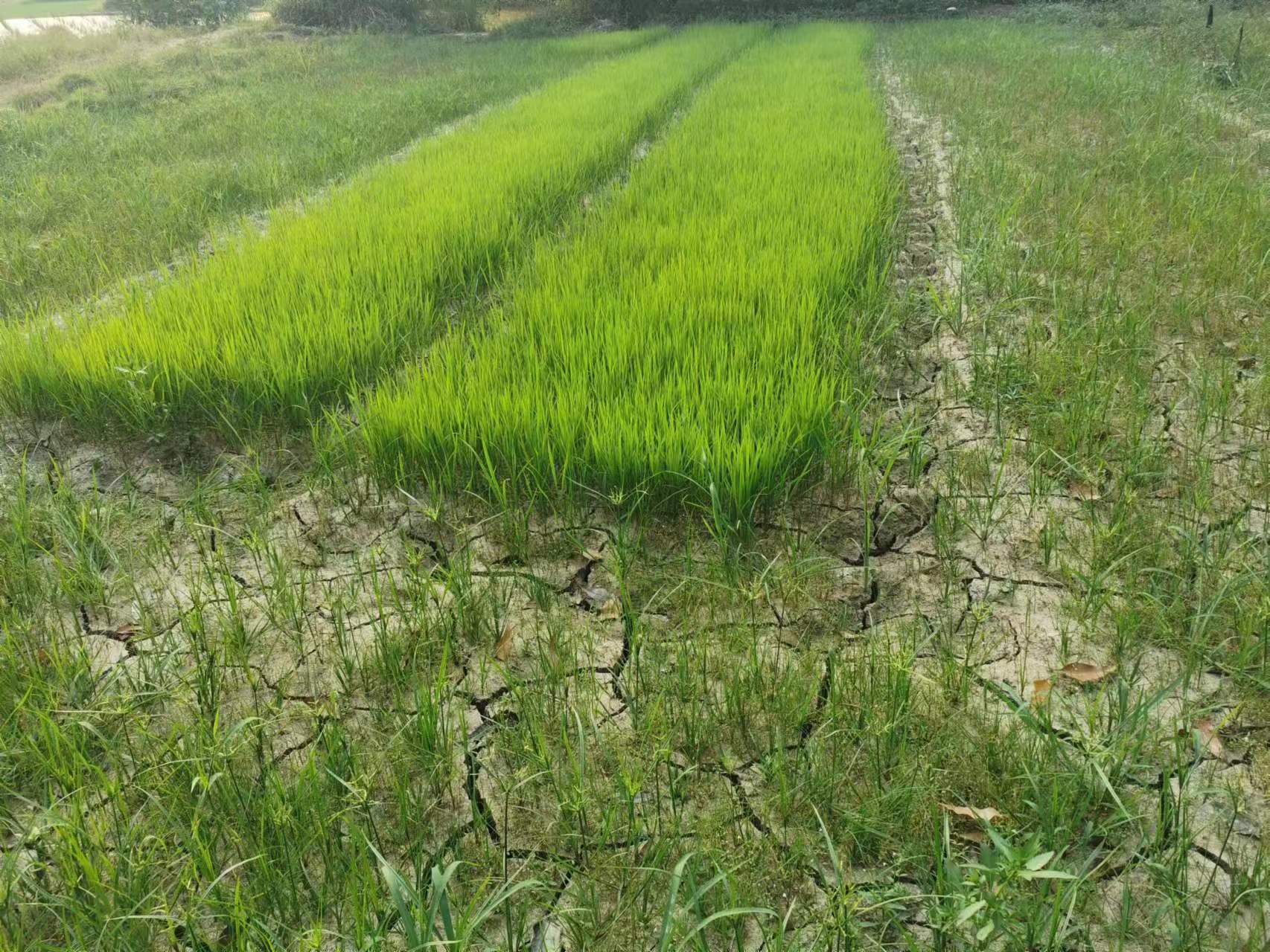 近期由于天气持续高温,降雨偏少,粤北地区不少乡村稻田土壤墒情不足.