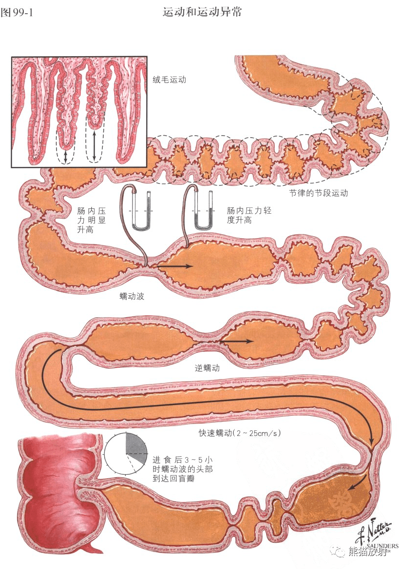 小肠壁解剖图图片