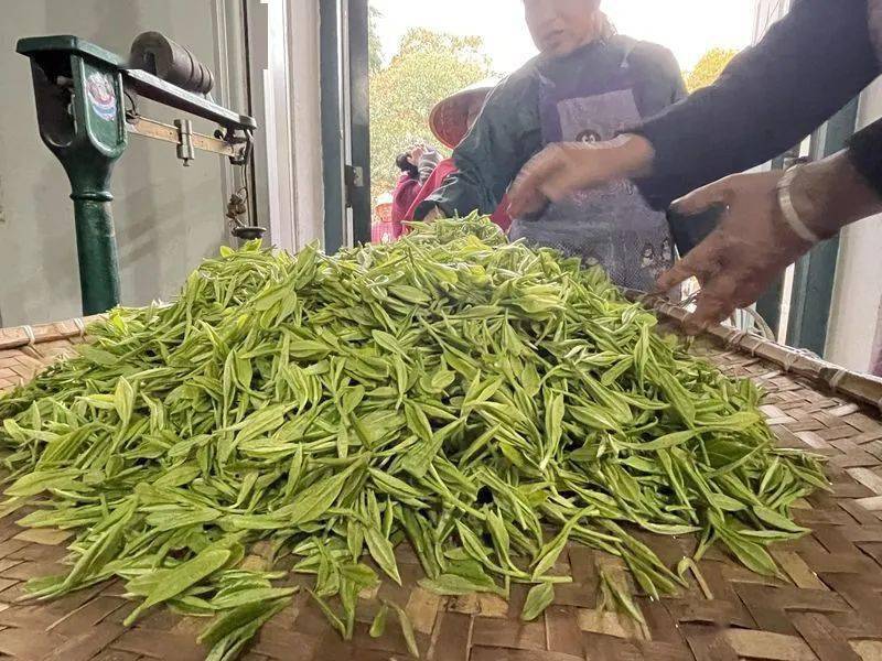 胡招余(中)潘金土(右)揉捻"制茶最重要的是炒制,以炒为主,炒烘结合,对