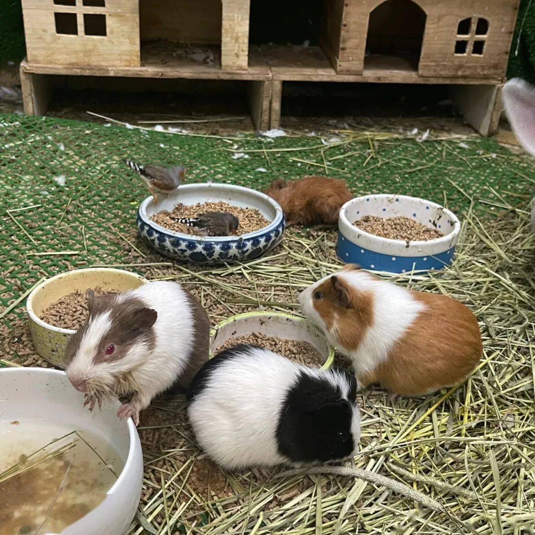 想要把豚鼠养好,这八大禁忌你千万别碰!_进行_温度_生水