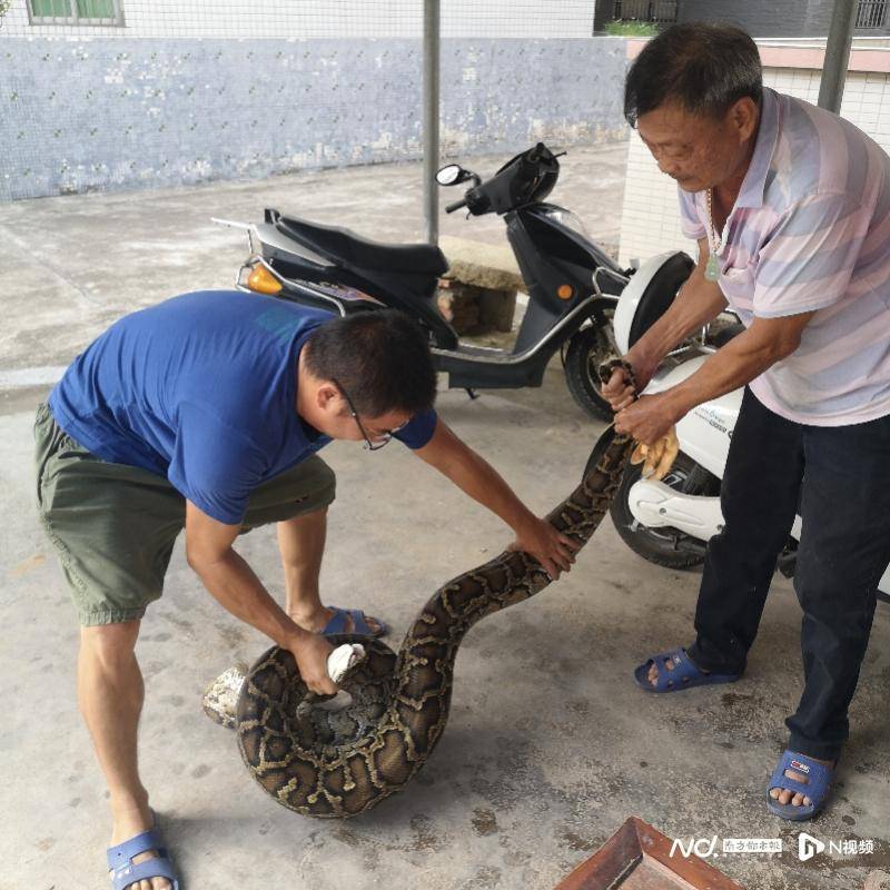 事发珠海！3米长大蟒蛇到村民家“蹭饭”，一顿吃了1只鸡