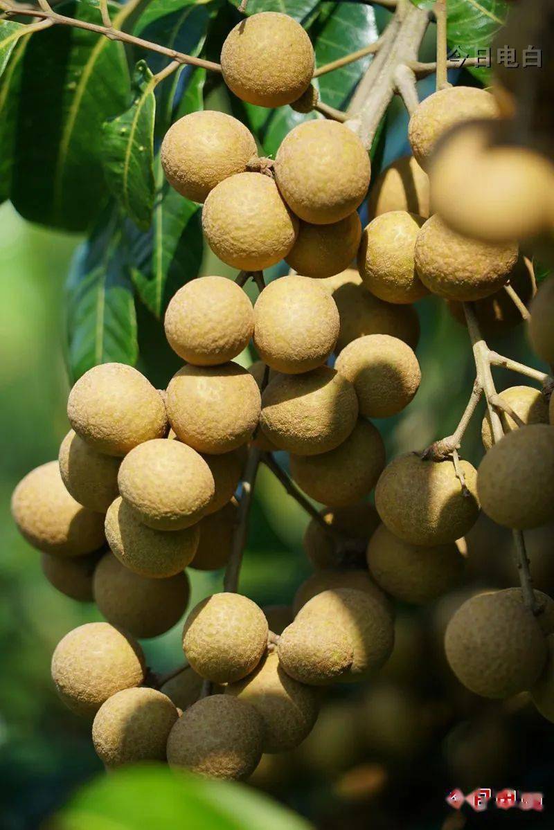 茂名电白:龙眼挂满枝头,果农喜上眉梢_种植_村民_塘村