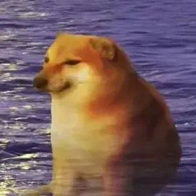 又怂又废,这狗凭什么在全世界爆红_cheems_doge_父母
