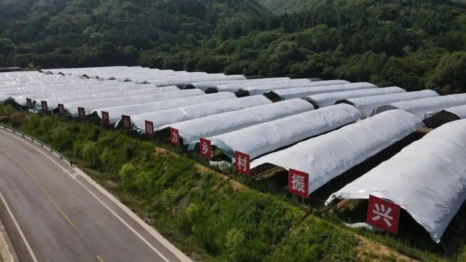 种植基地,只见一排排大棚整齐的排列着,大棚内堆放的菌包上一朵朵蘑菇