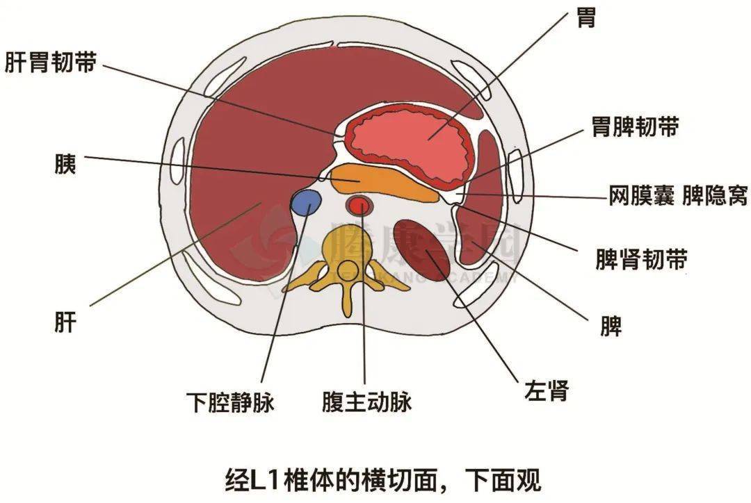 【內臟與疼痛】胃的概述,形態及位置_部分_幽門_賁門