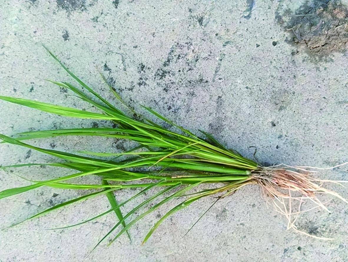 浅水足氧足肥调优个体群体水稻拔节前后加强水肥管理