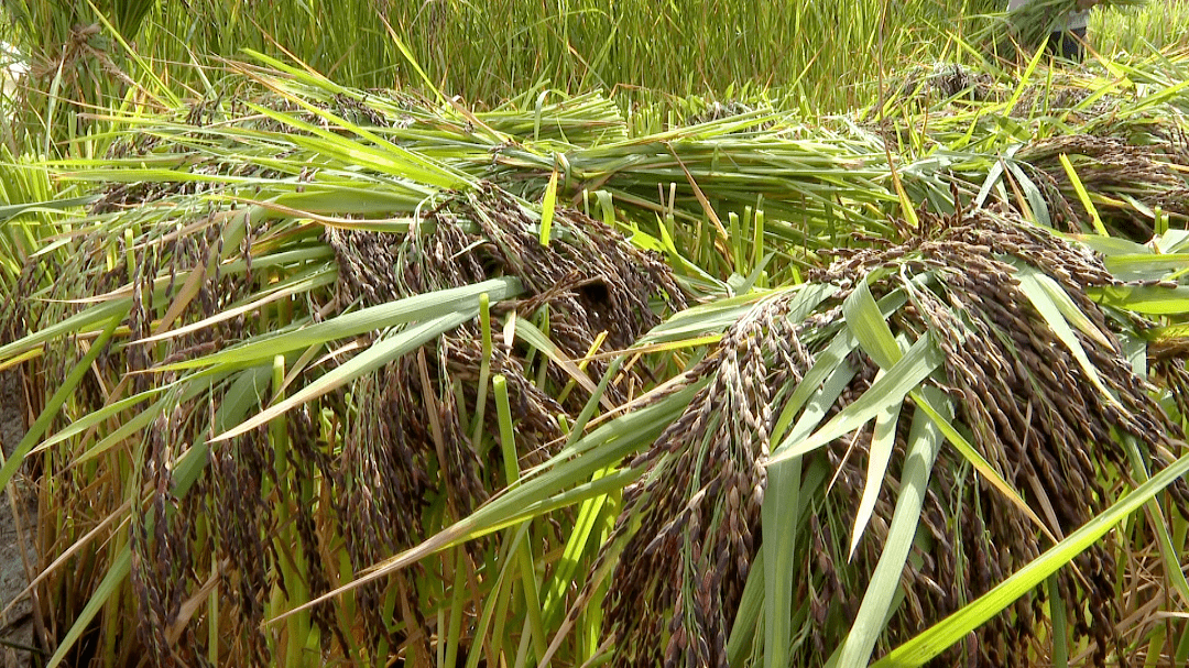 石屏 "米中极品" 紫米稻迎丰收_凤山村_种植_宝秀镇