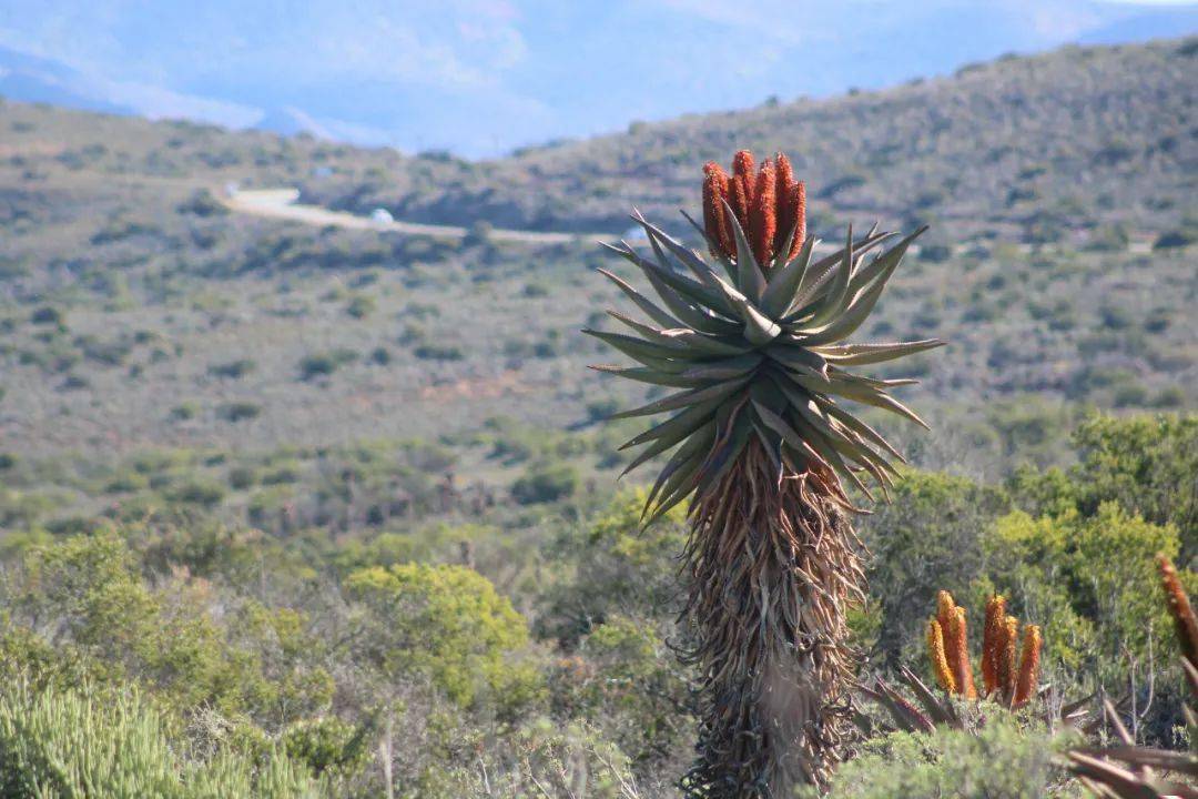 (华人摄影精美组图)南非芦荟花开季_微信_nanfei_摄影