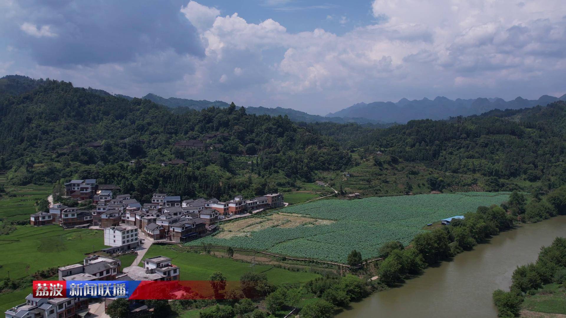 朝阳镇板麦村90亩莲藕开始采摘