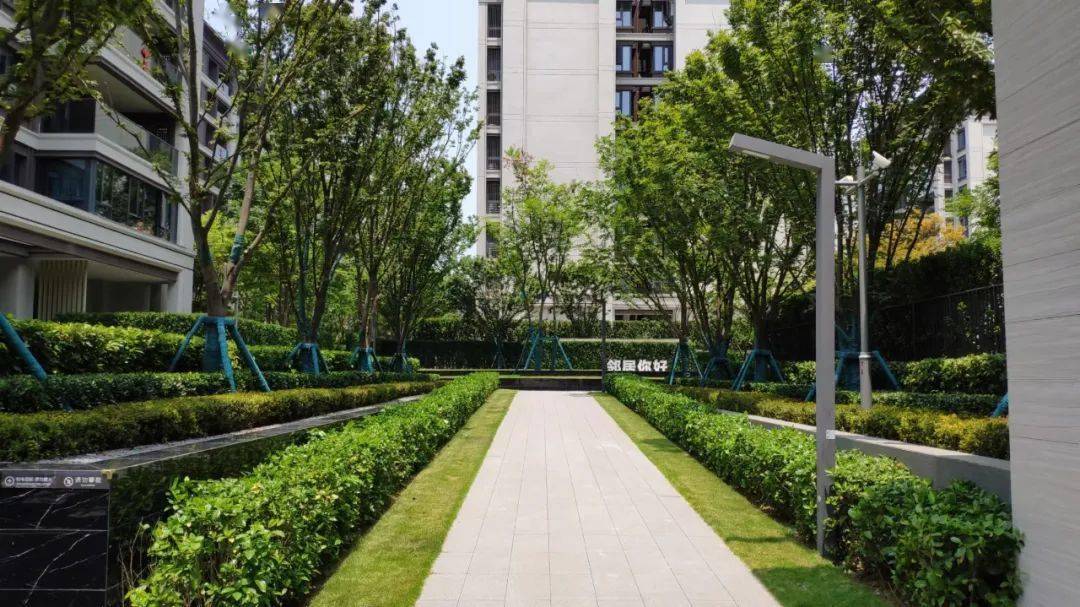 干货丨园路中的那些列植设计