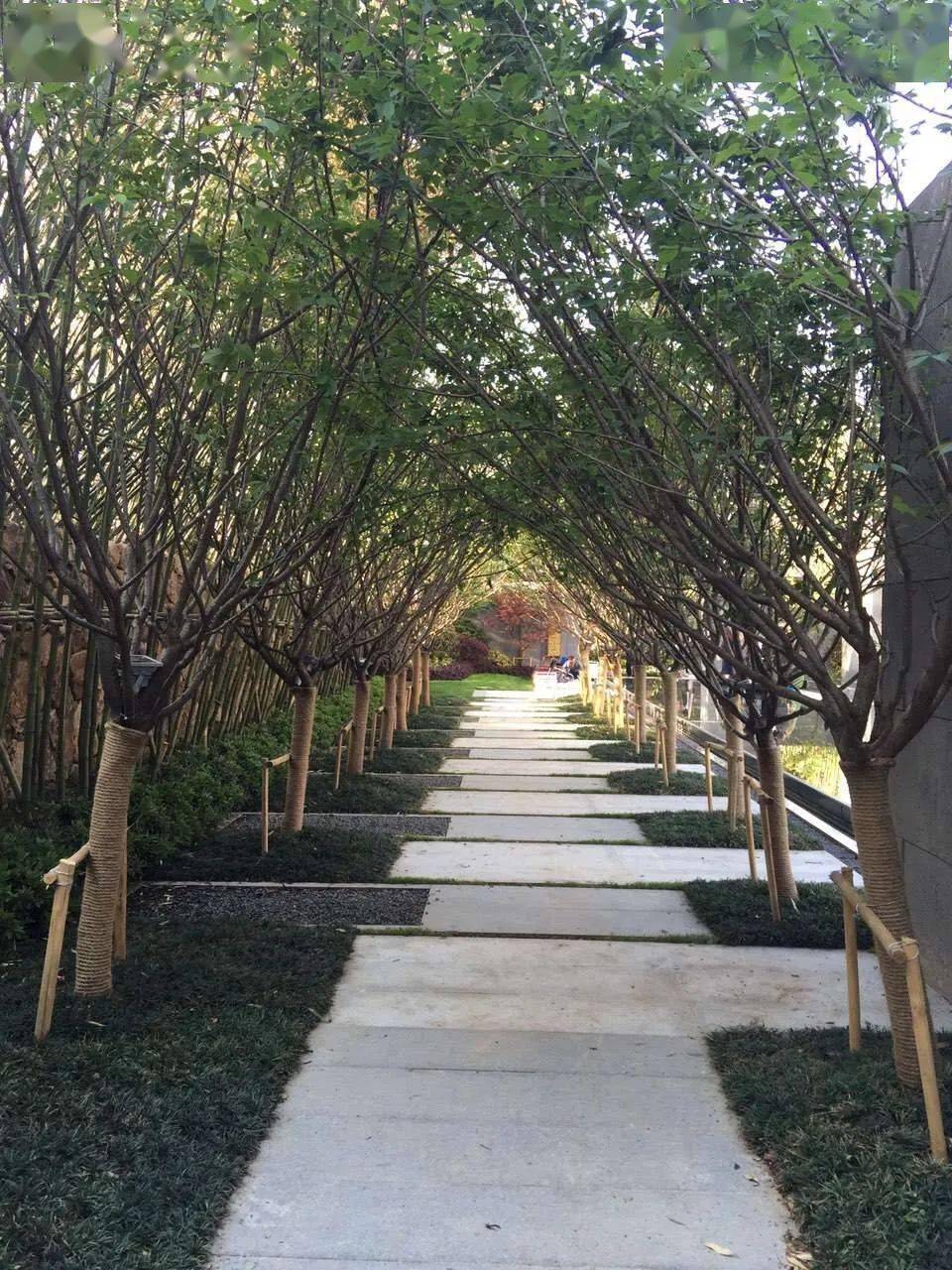 干货丨园路中的那些列植设计