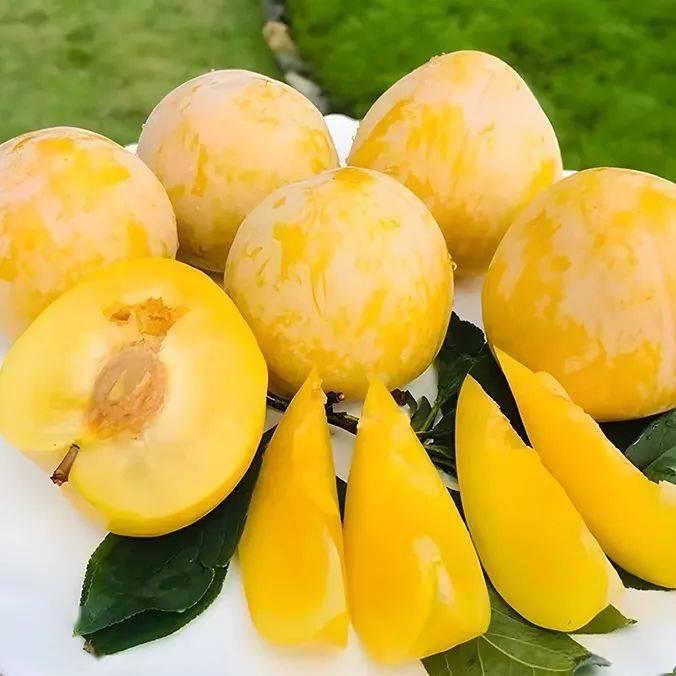 乐昌九峰黄金奈李,果园现摘现发,省内包邮,仅需59元起_瓜果之乡_口感