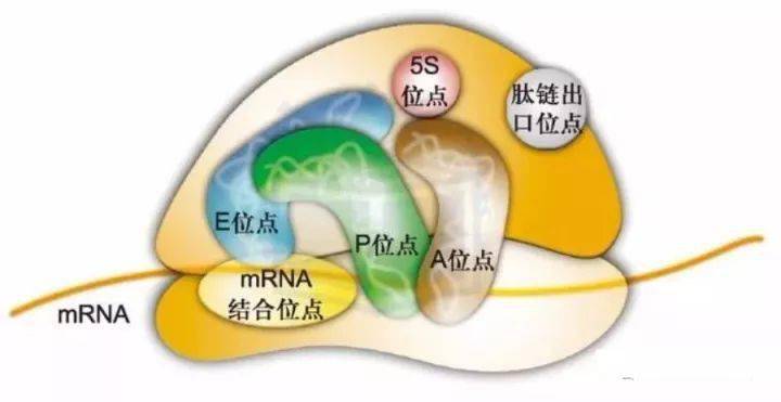 有核酸的细胞器