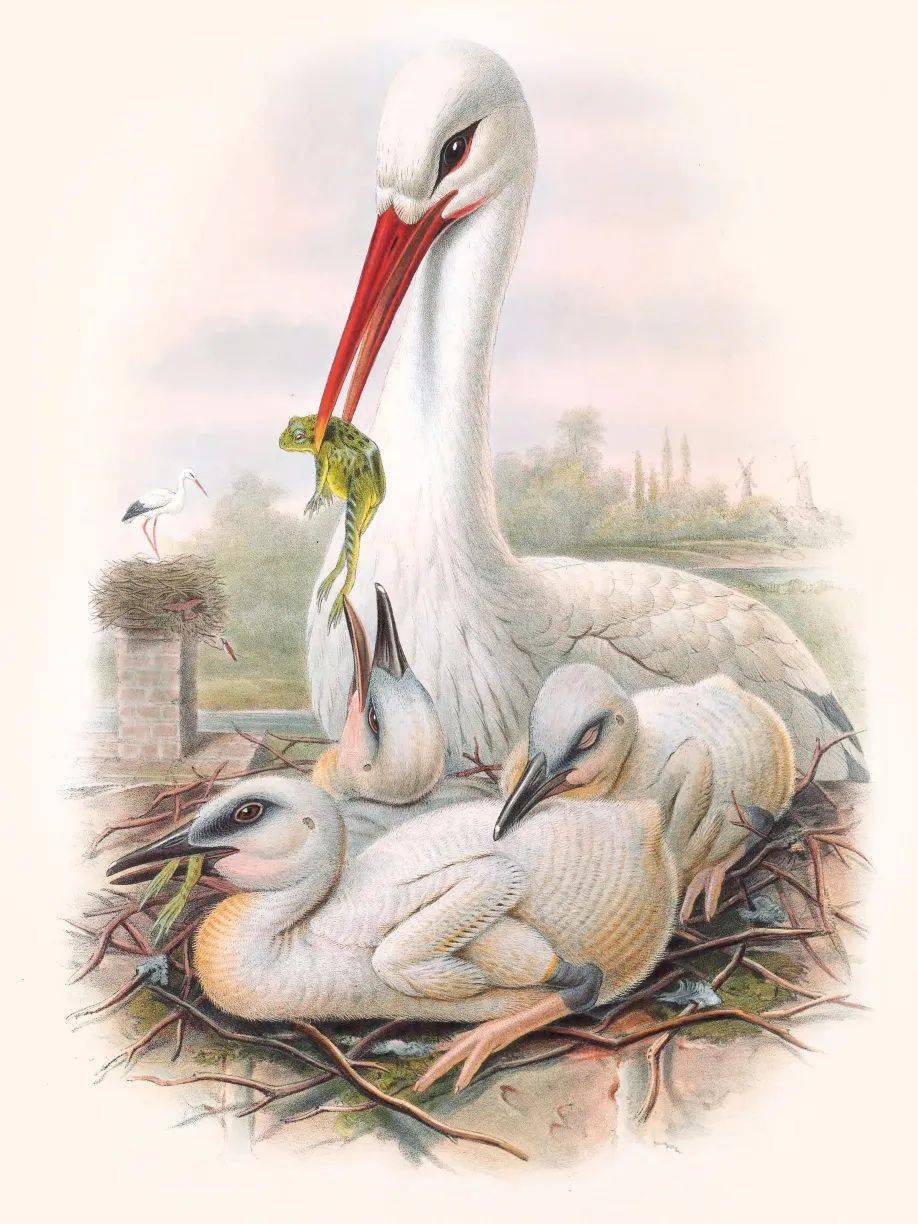 从出身贫寒,到一代泰斗:他画出了中国飞鸟的美_古尔德_鸟类_喜马拉雅