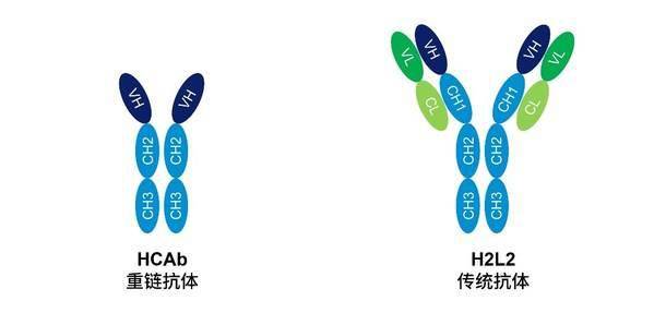 和铂医药新一代全人源重链抗体porustobart临床前研究荣登pnas_treg