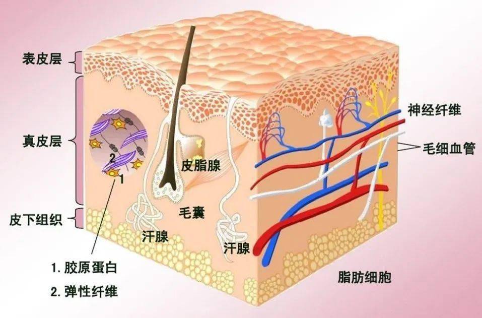 皮质下位置图片