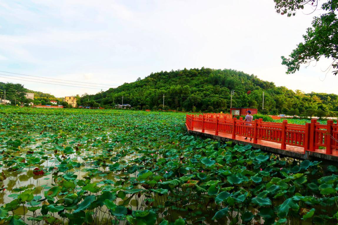 读懂广州·荔城 | 莲花盛开的村庄_邱乾生_莲塘村_增城