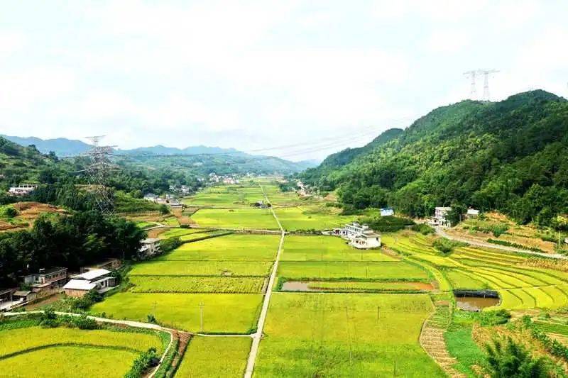 高县这里的丰收画卷太美了._水稻_权归_庆岭镇