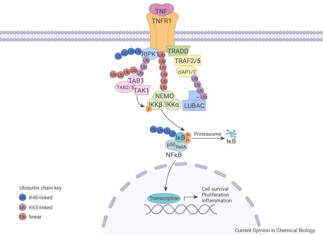 Nf κb 信号通路调节细胞因子转录 Mce 经典 Rela 蛋白