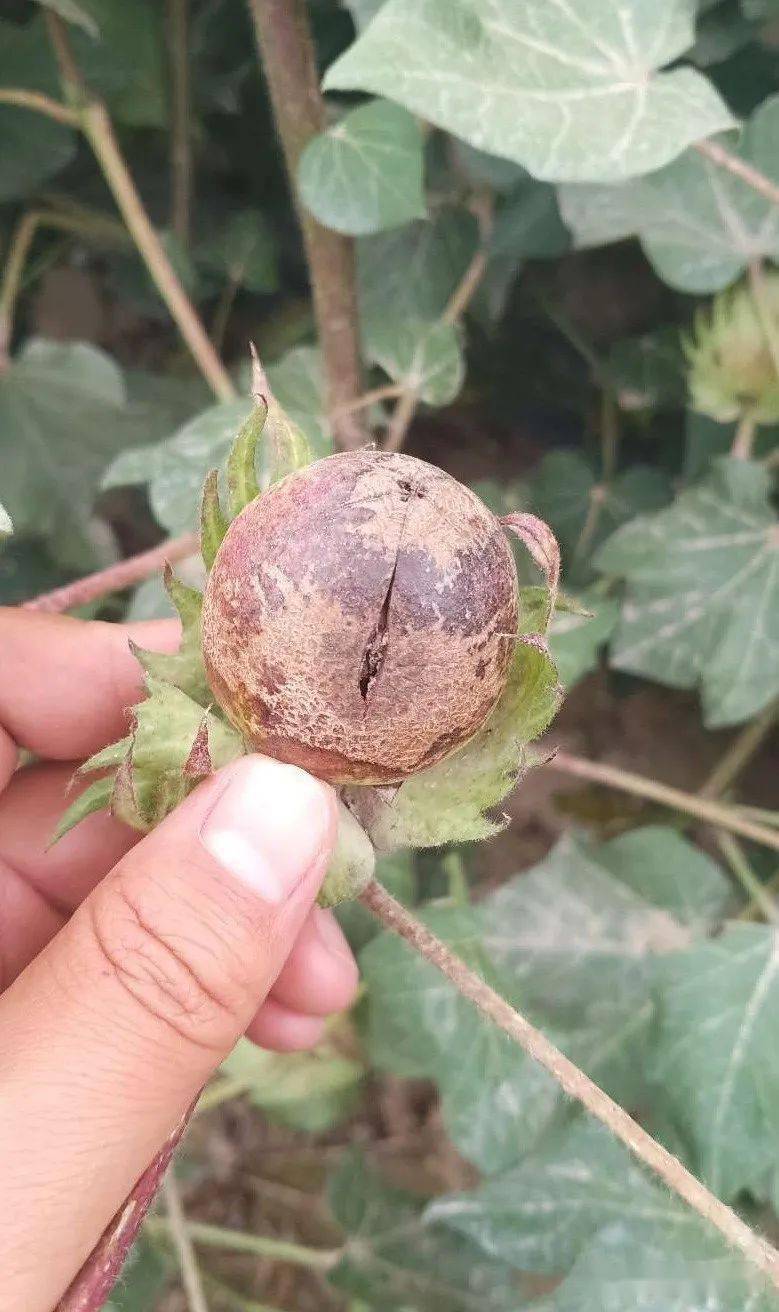目前比较厉害的一个是花蓟马,因为现在棉花花量已经很少了,这个时期
