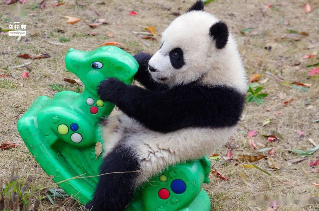 大熊猫_成都动物园_视频