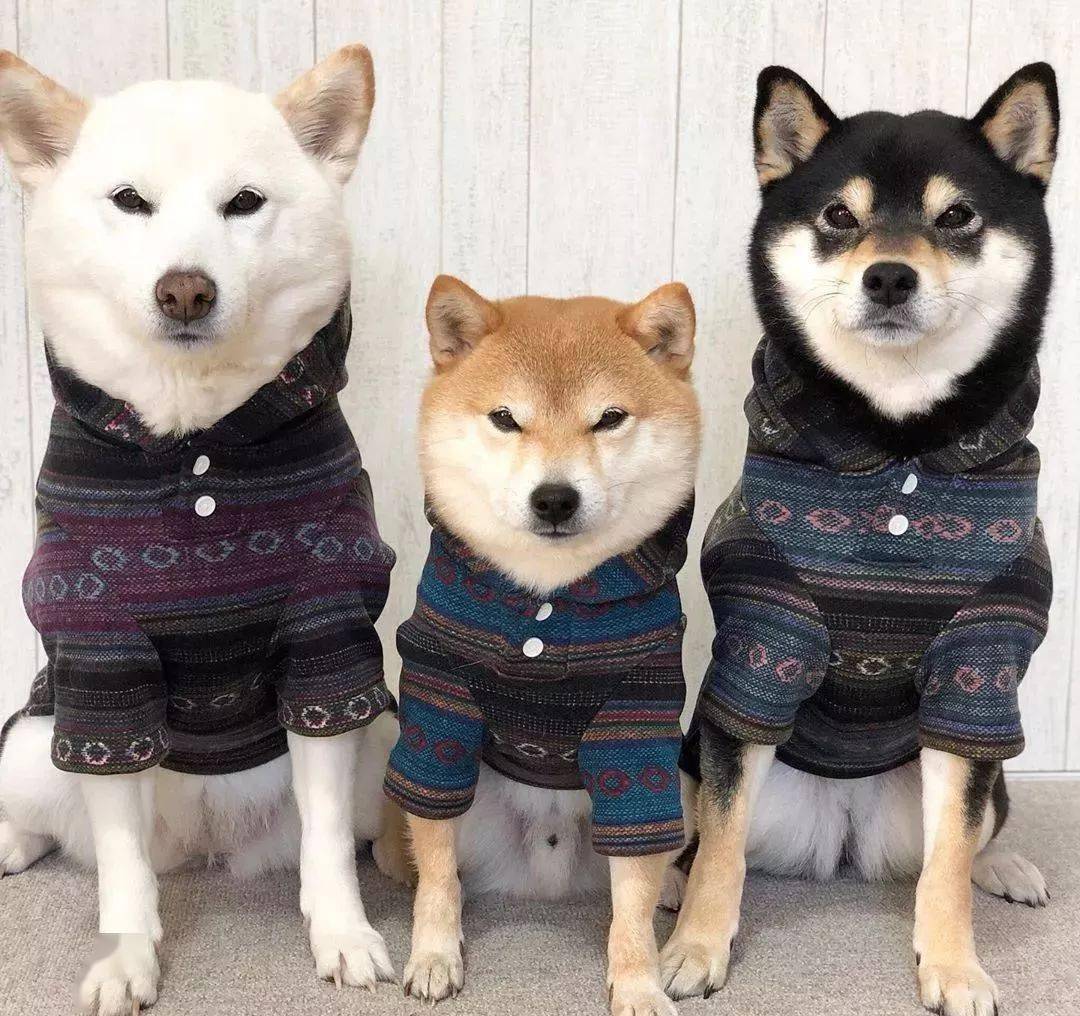 集齐三色柴 能召唤神龙吗 黄柴是豆 组合 柴也