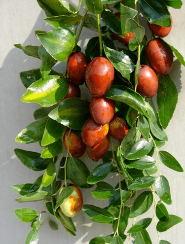 两山论转化在丰台北宫镇的野酸枣变致富果