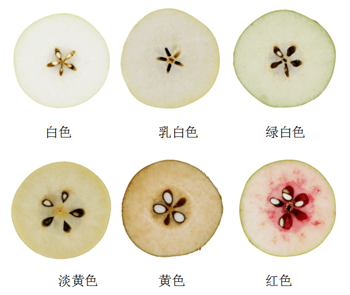 梨子剖面图图片