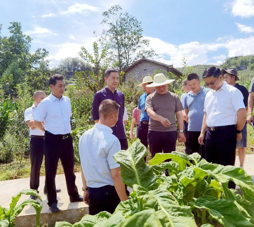 州烟草专卖局(公司)党组书记,局长,经理梁辉,县委书记陈路,县委副书记