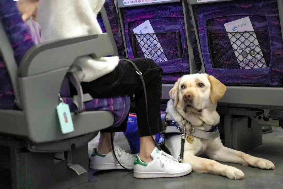 什么样的宠物可以作为行李办理航空托运