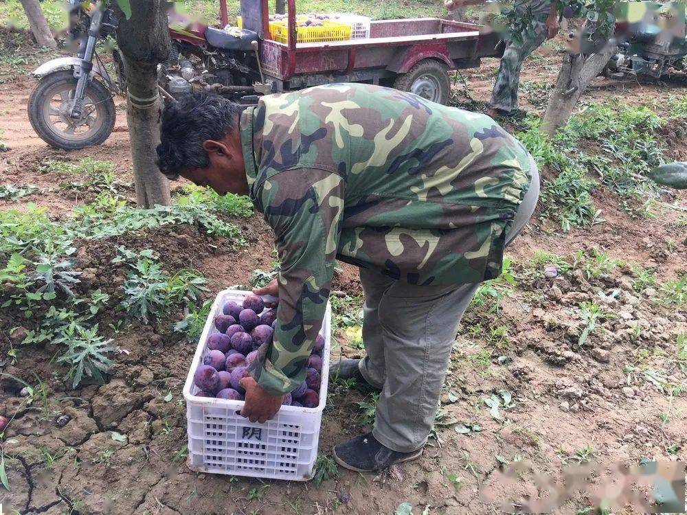 看着他摘果的背影,再看看满地的烂果,他的一笑我们心里一酸,果农们