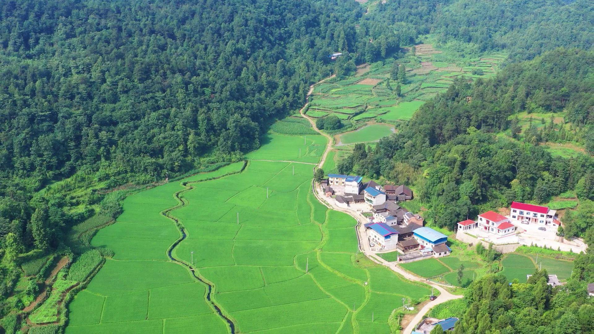 岑鞏縣天馬鎮落村雜交水稻制地基地_天眼_新聞_天馬鎮