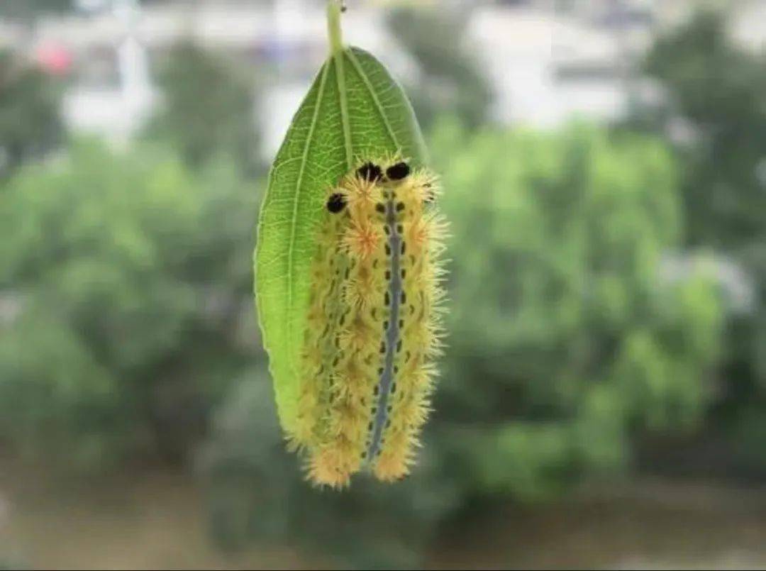 【校园安全】刺蛾我不怕——临朐中学幼儿园认识刺蛾安全教育活动