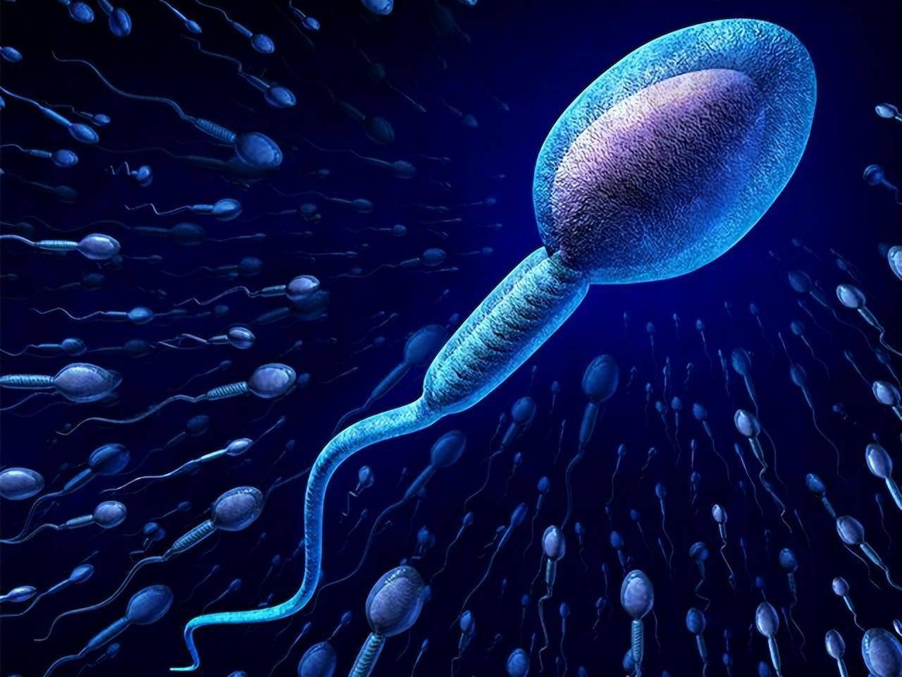 精子是怎样形成的？我国科学家研究出重磅成果，破解其中关键谜题