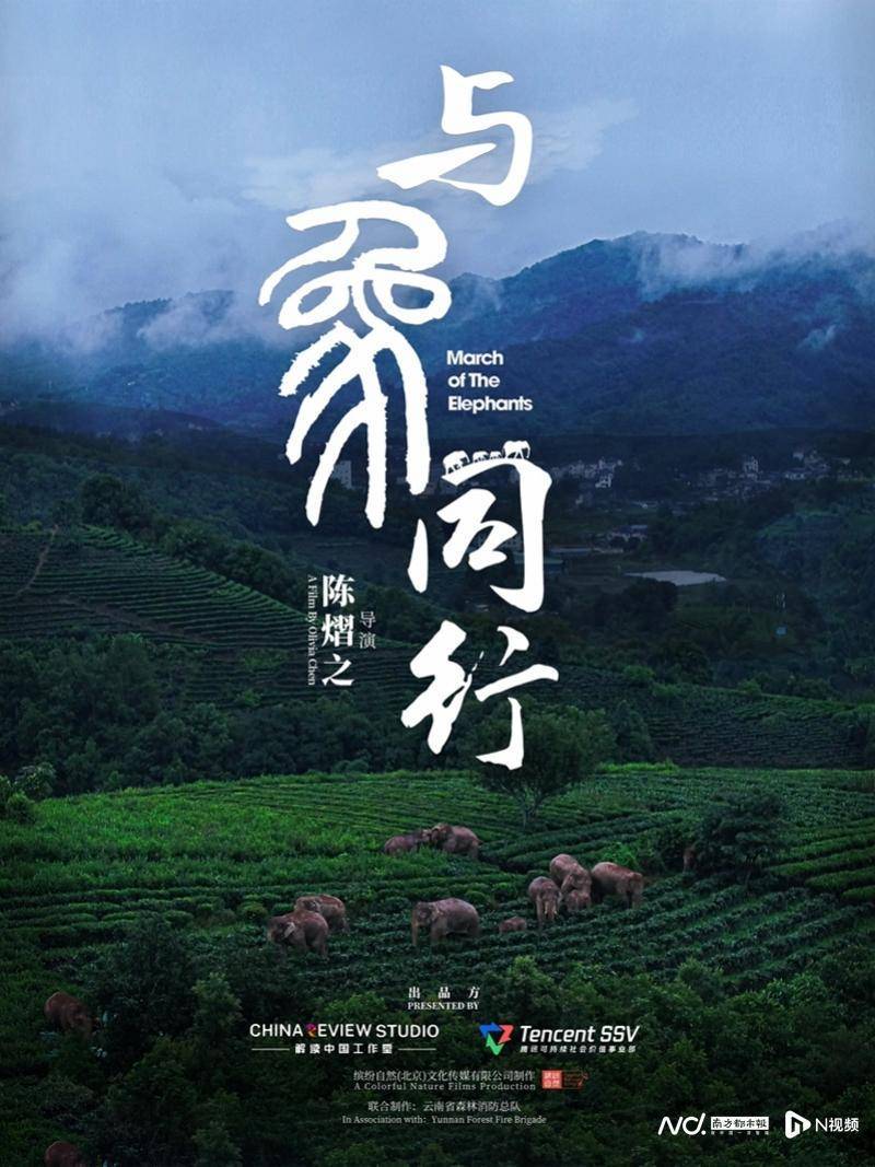 亚洲象怎么谈恋爱的，生存面临怎样的压力？《与象同行》首映