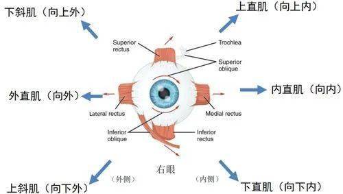 眼球外肌是和眼睛息息相关的部分,它是我们整个眼球转动控制中心,也是
