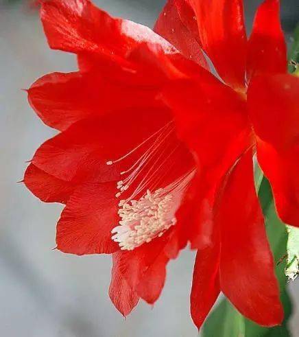 国画素材:令箭荷花