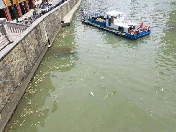 苏州河频现大量死鱼，都是不科学放生惹的祸！