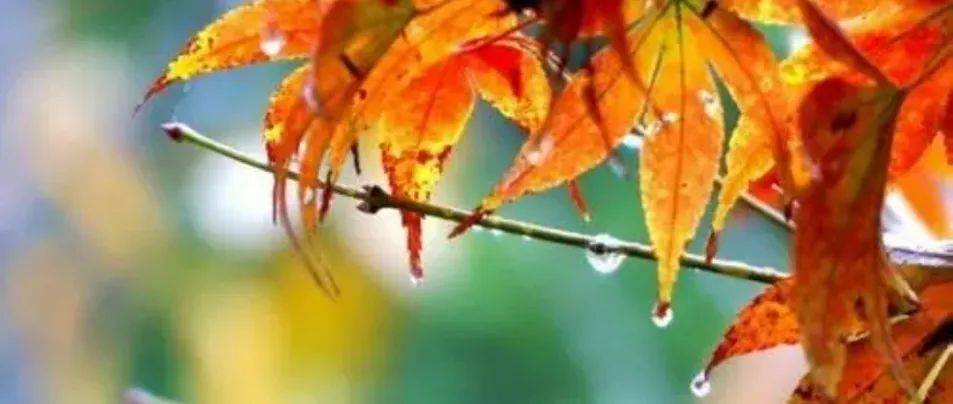 秋雨,是一首动人的诗!_人生_光阴_细雨