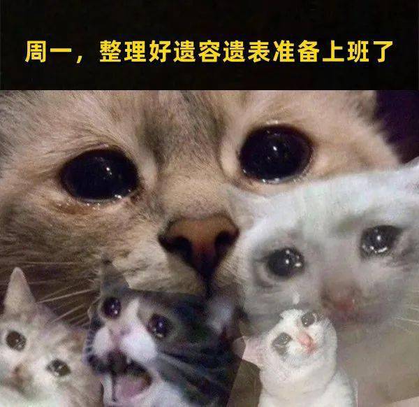 30张极品猫咪meme图,看完又哭又笑哈哈哈哈哈哈_喵君_猫猫_什么