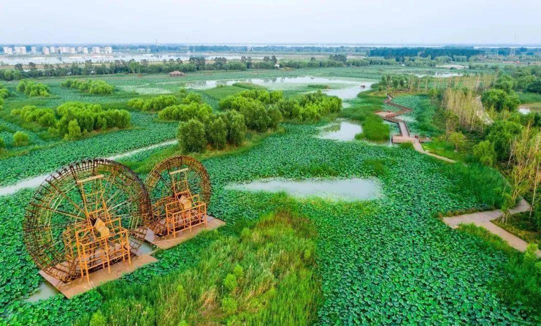 【"荷"你"藕"遇】高青天鹅湖国际慢城第二届荷花节即将开幕!