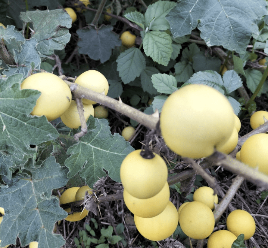 多,宋代苏颂撰写的《图经本草》也有记载,这种植物在书里被称为"藤茄"