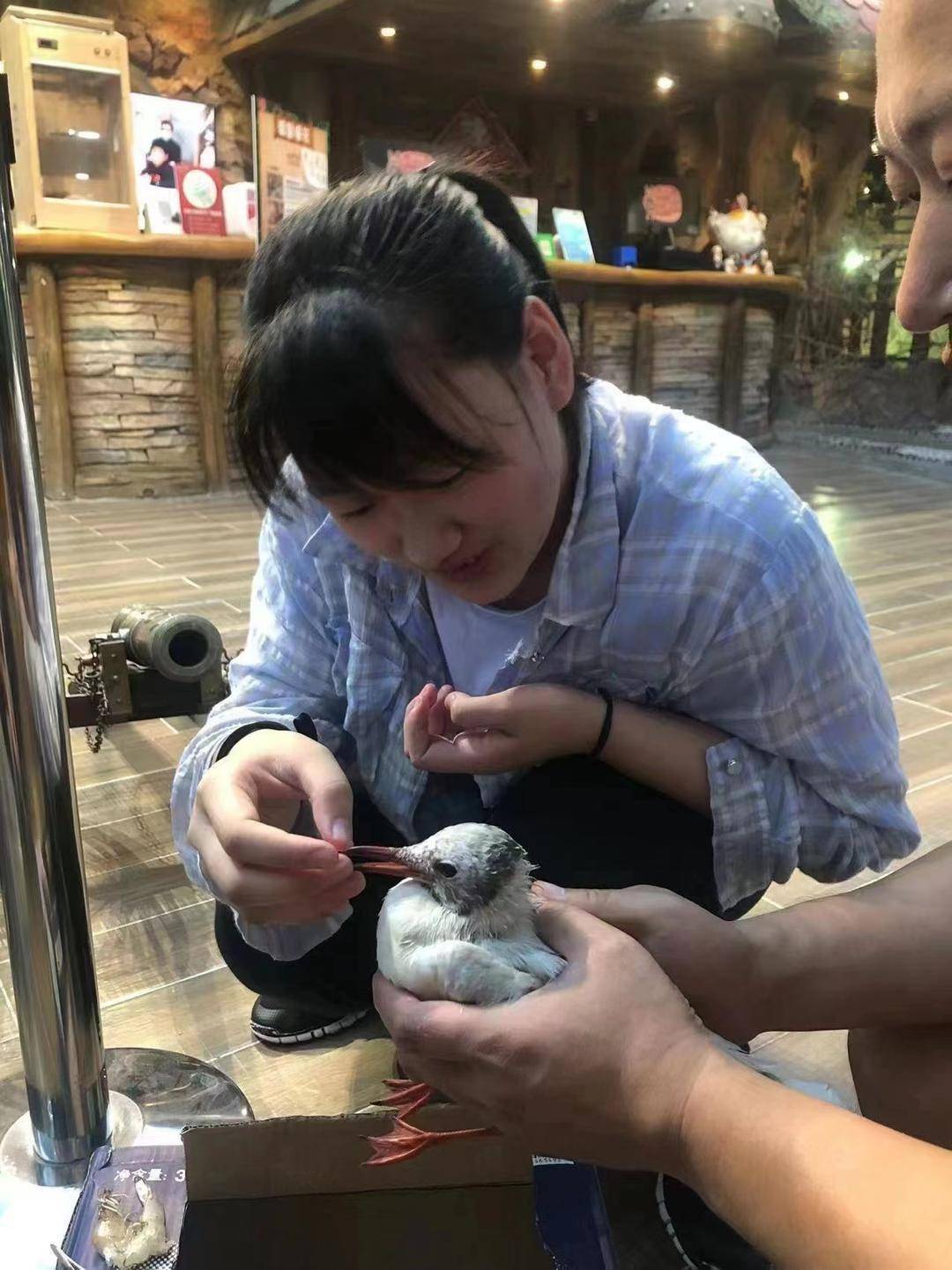 雏鸟的翅膀