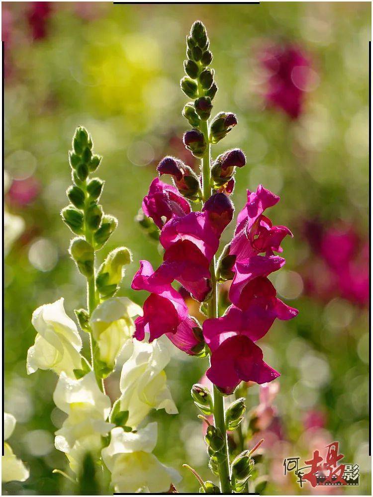 夏花 金鱼草 小金鱼 图片 蜀葵