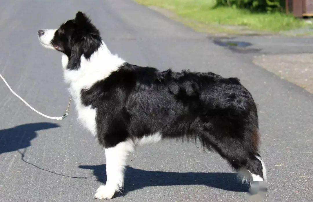 边牧专栏丨如何给边境牧羊犬使用牵引绳才是正确的?_狗狗_随行_家长