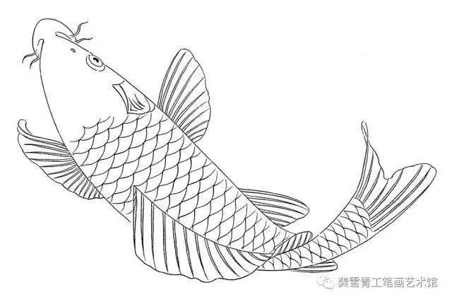 龚雪青工笔《鲤鱼百态》实用白描_组合_造型_象征