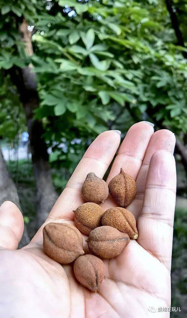 收获 欢喜_山楂_七叶树_灵芝