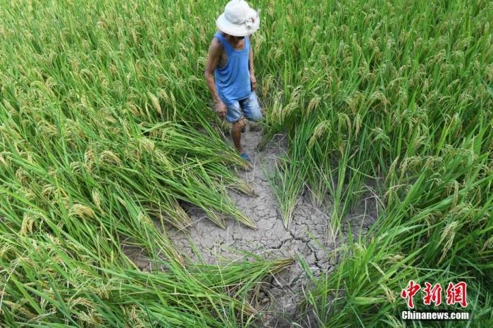 长江流域83万人因旱供水受影响 水利部启动抗旱保供水调度