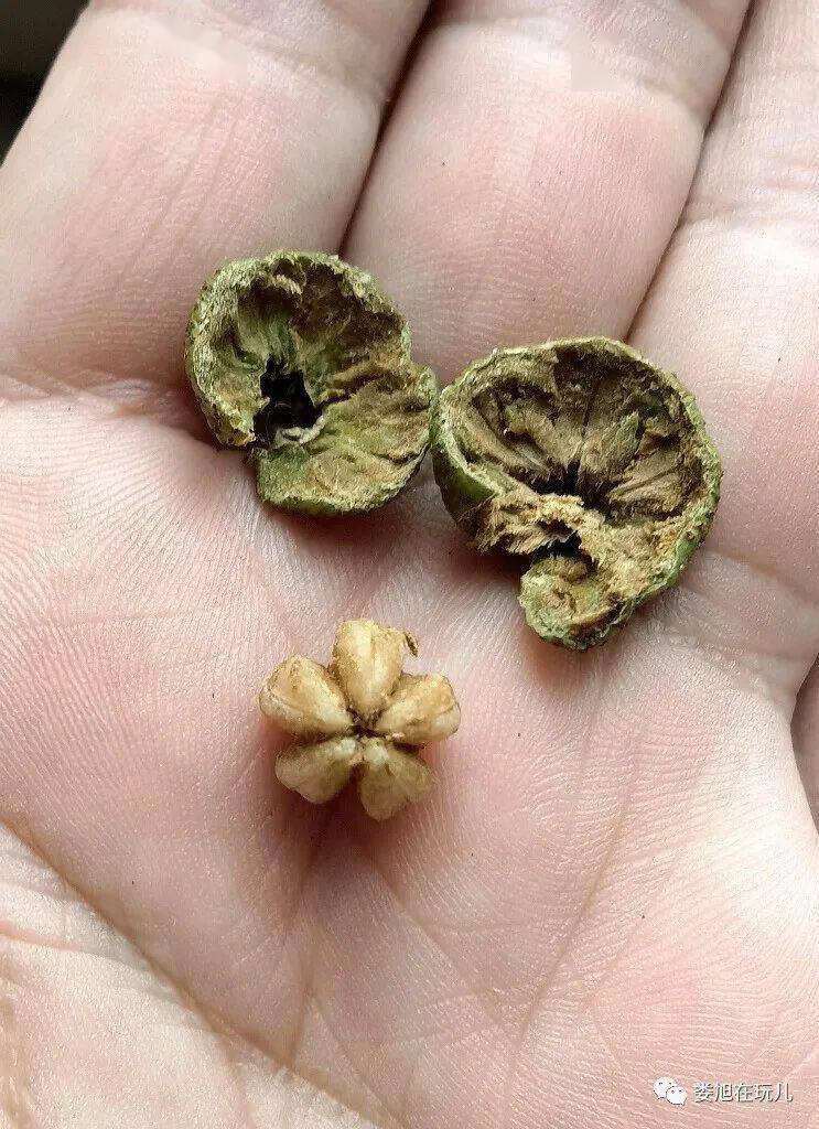 收获 欢喜_山楂_七叶树_灵芝